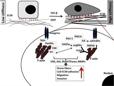 Cell Adhesion and Matrix Stiffness: Coordinating Cancer Cell Invasion and Metastasis